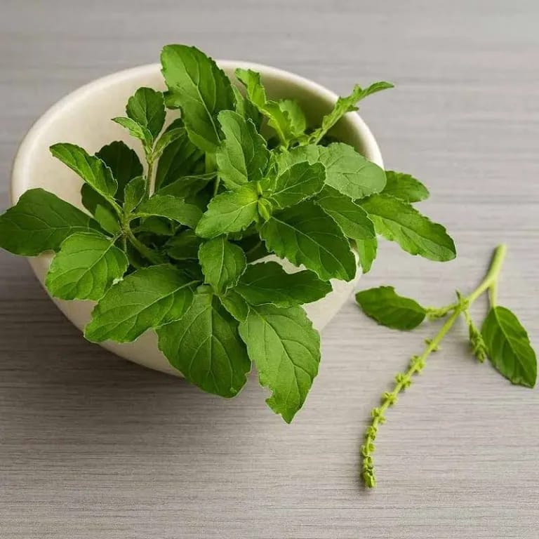 Tulsi